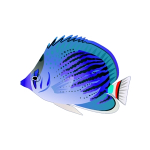 Baby Blue Butterflyfish